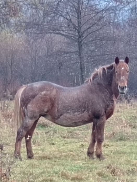 Vand Iapa gestanta de 3 luni !