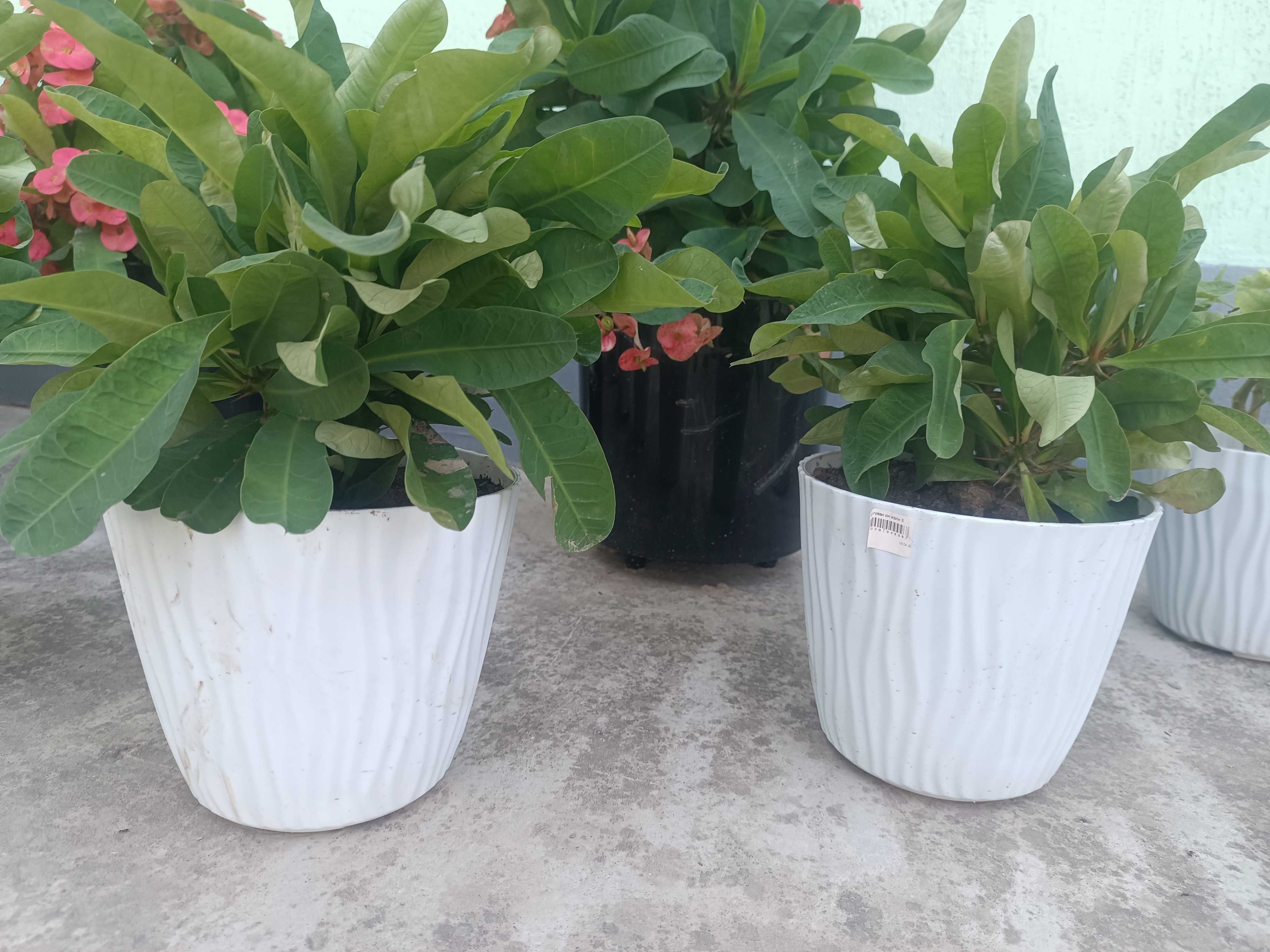 Tuvak gullari malachay, dollar, kalanholik, geran