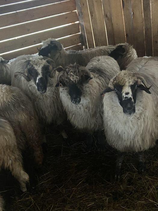 Vând 17 oi gestante + 3 berbeci + 4 miele –