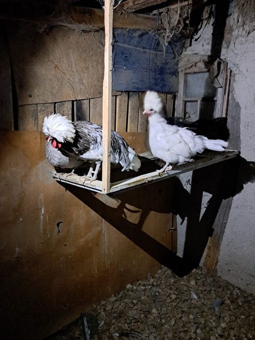 Vând găini de rasa