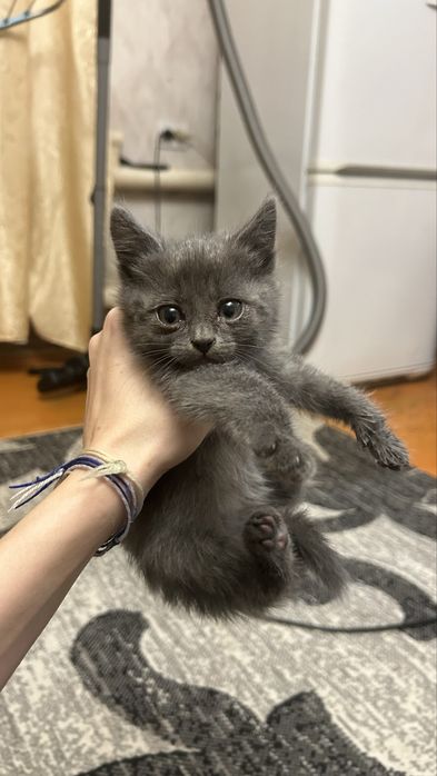 Отдается котенок
