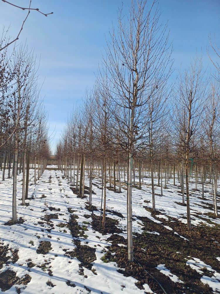 Betula alba oq qayn
