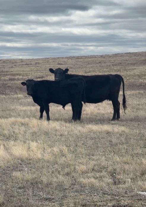 9 подсосных бычков