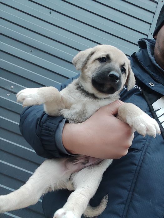 Щенки крупные, смесь московская сторожевая бесплатно