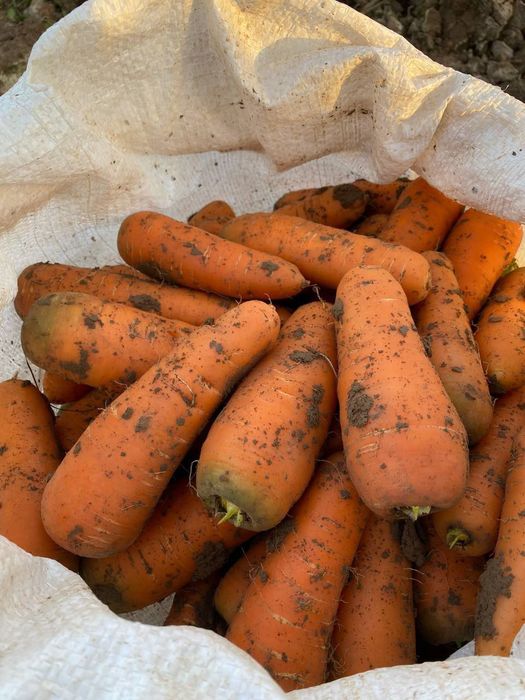 Sabzi kovlanmagan hali