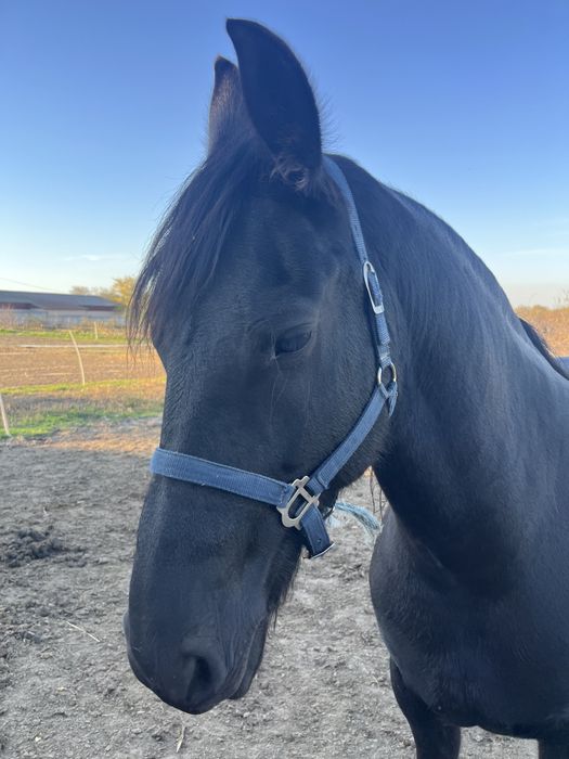 Iapa friesian de vanzare