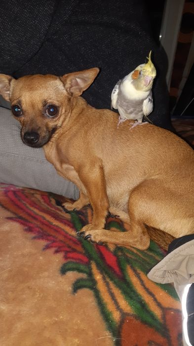 Корели - мъжки,женски и бебета