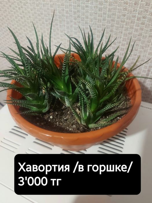 Хавортия. Китайская роза.