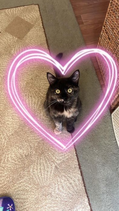 Стерильная Кошка в добрые руки