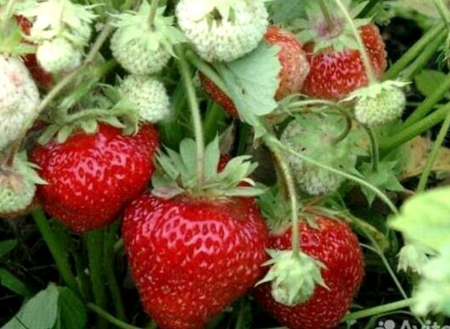 Саженцы клубники в продаже