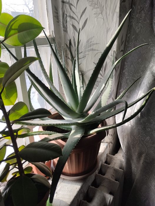 Листы АЛОЭ ВЕРА на срез