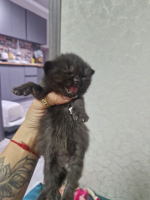 Бронь на котят шотландские