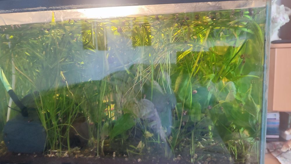 Vand schimb cu pesti plante acvariu