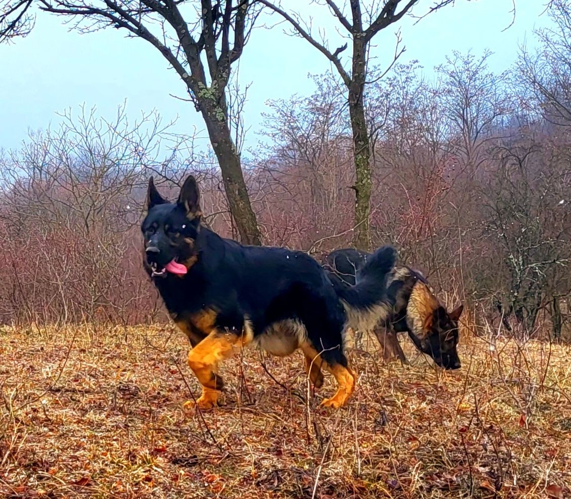 Ciobanesc german linie de lucru cu pedigree