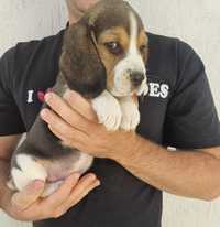 Catel Beagle Tricolor