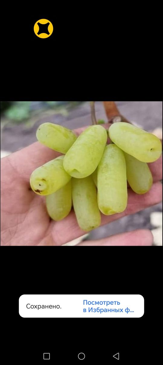 Узум куча лари оптом