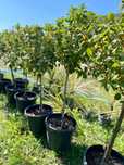 Livrare rapidă plante ornamentale 1.50-3m – Direct din pepinieră