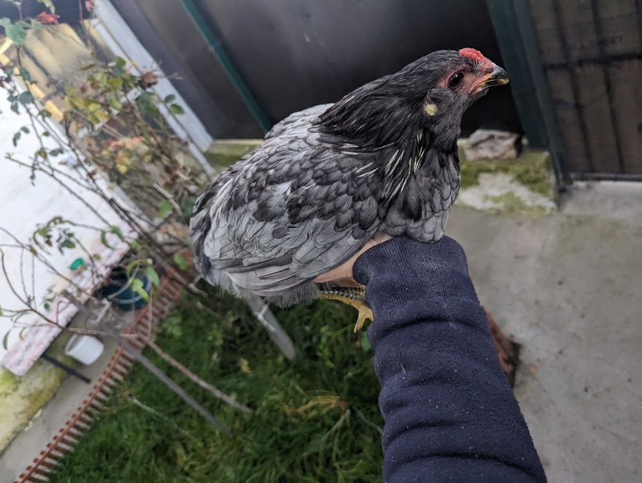 Vând cocos araucana