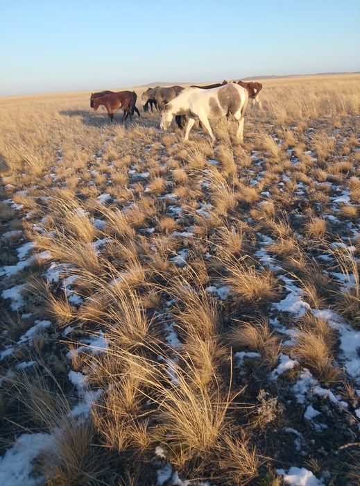 Байтал сатылады,биыл туатын семіз