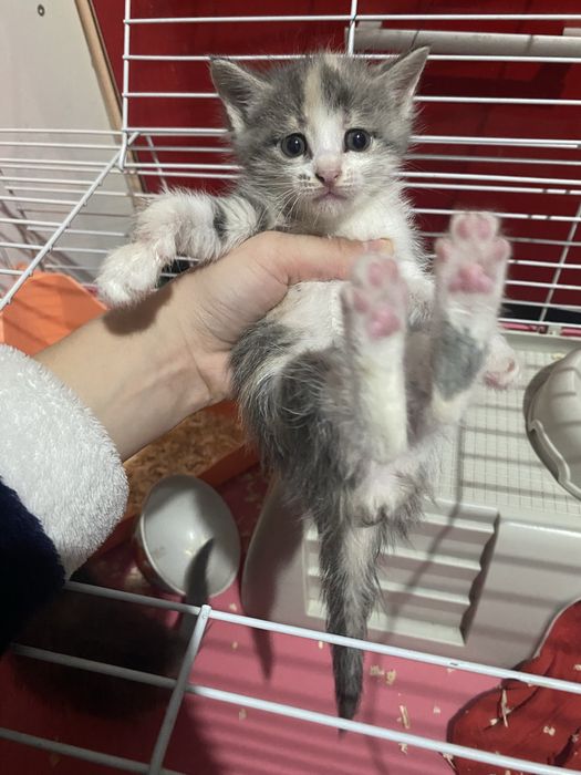 Срочно отдам котят в хорошие руки