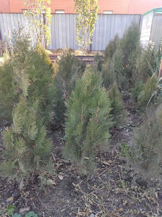 Продаются туи в поселке Отеген батыр