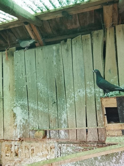 Vând porumbei o pereche de voiajori de ornament vârstă un an jumate