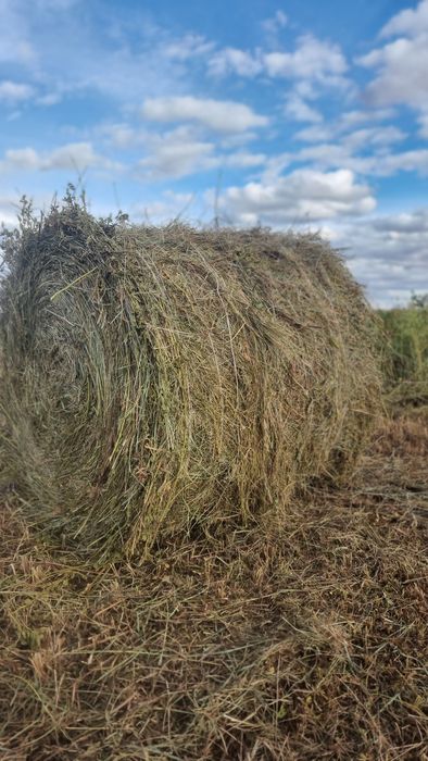 Продам сено рулон