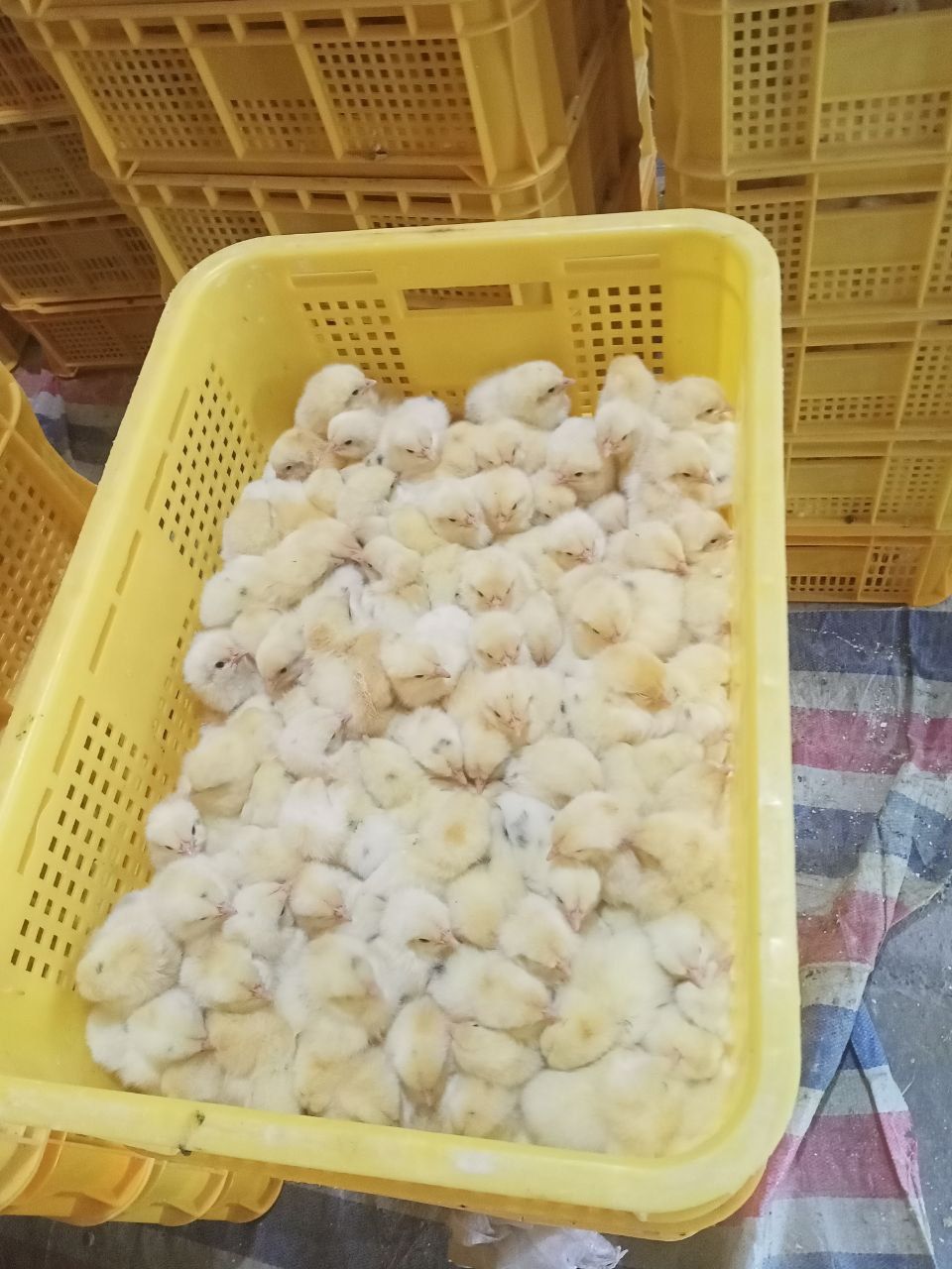 Joja 1000 sumdan optom 2000min donaga