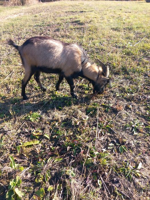 Vînd urgent  țap alpin  francez