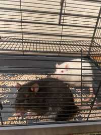 Домашние крысы (мальчики)