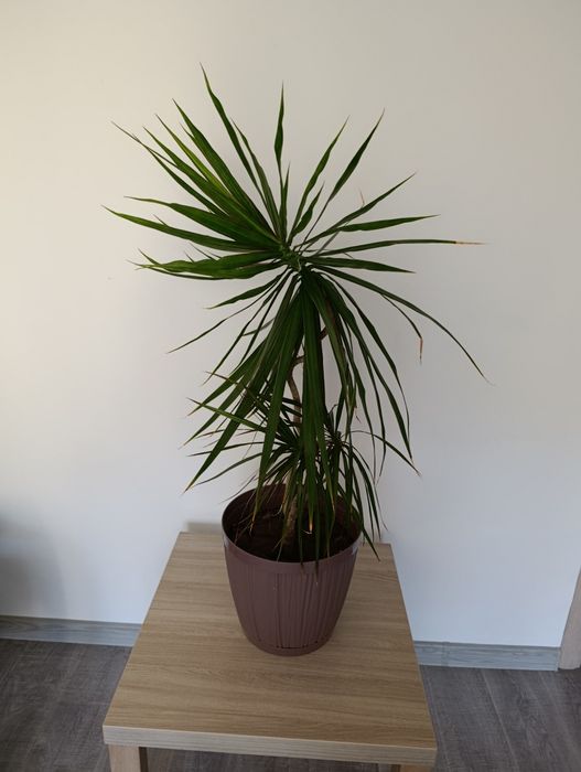 Пальма комнатная драцена