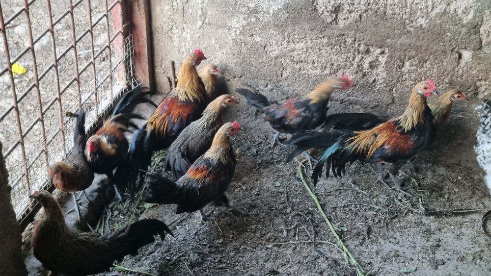 Phoenix pitic de  vânzare