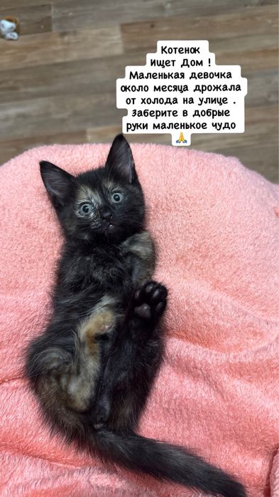Котенок девочка ищет дом!