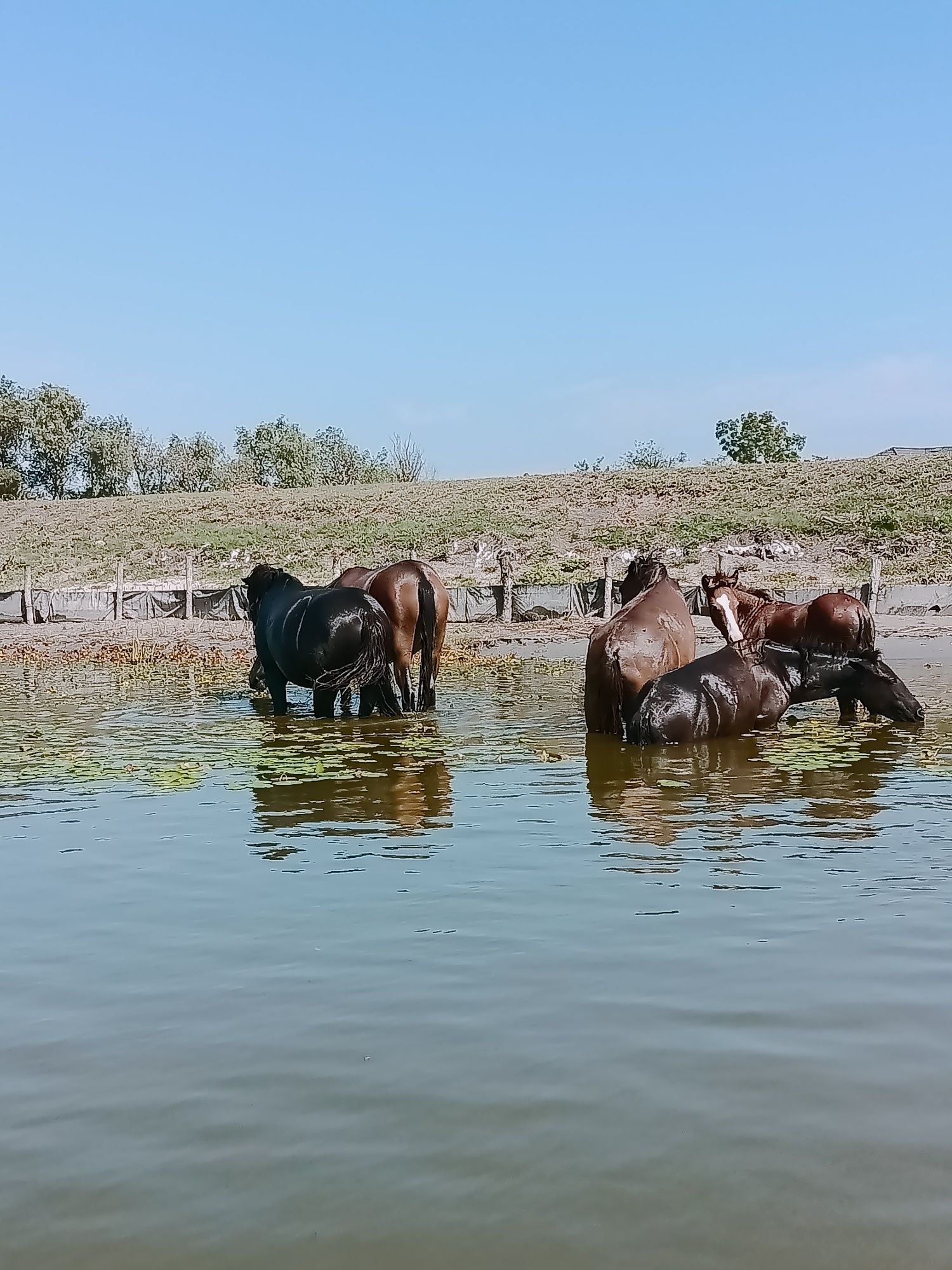 Excursie Delta Dunării,Transfer in Delta