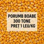 Porumb boabe – 300 tone, preț 1 leu/kg