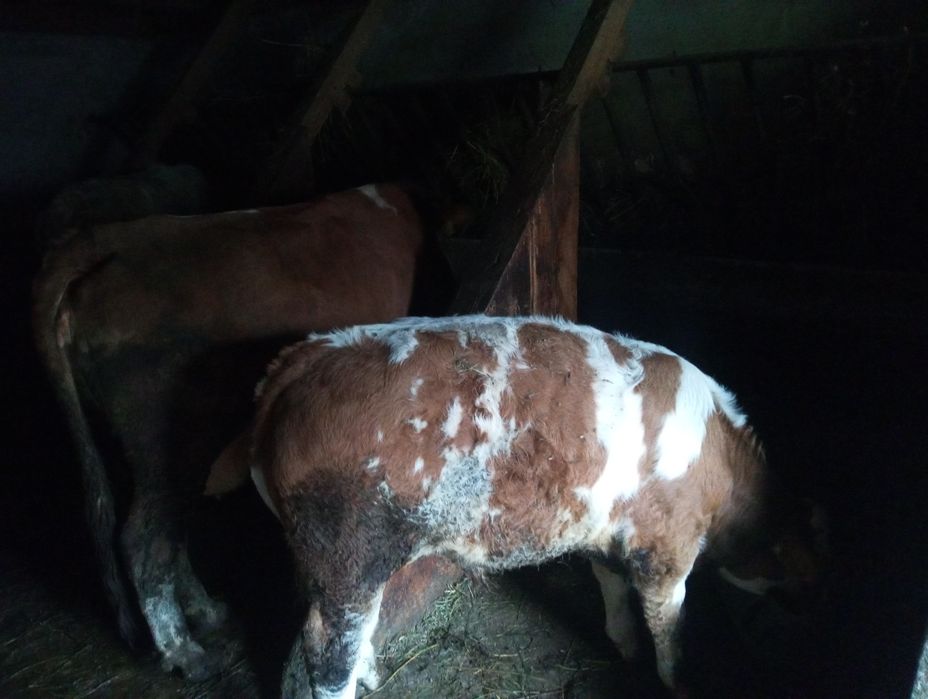 Vaca de vanzare cu vitel