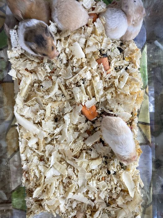 Продавам Хамстери и морски свинчета
