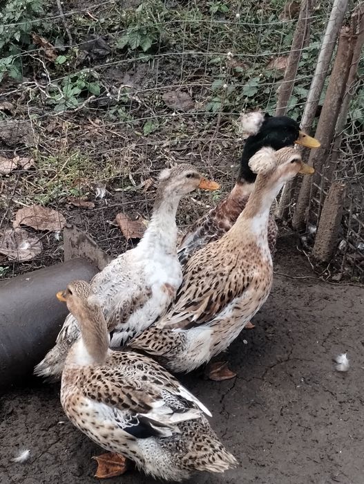 Păsări de vânzare- rațe românești cu moț