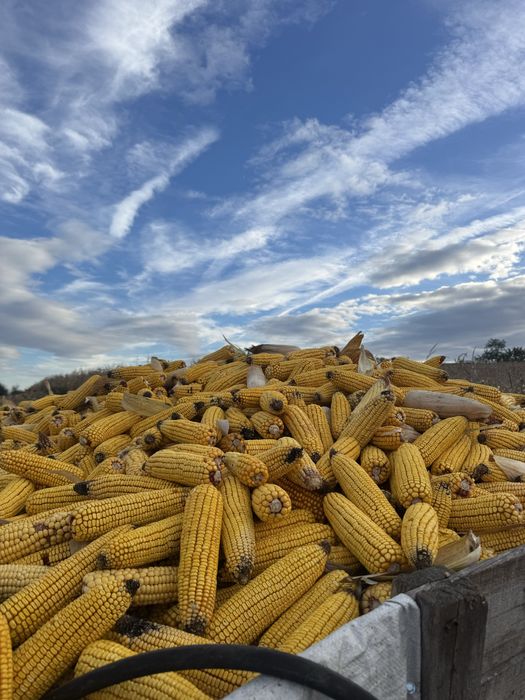 Vând porumb știuleți!!!