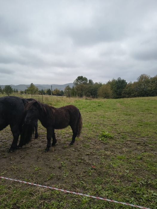 Manz ponei, armăsar