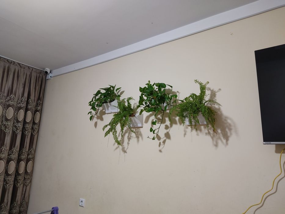 Эпипре́мнум золотистый очиститель воздуха