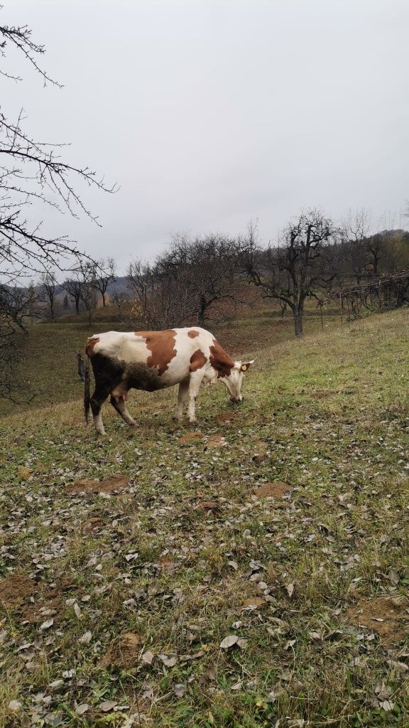Vaci/vaca de vanzare