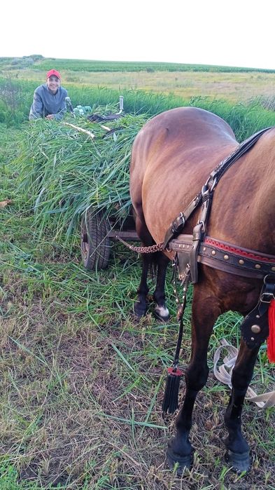 Iapa înhămată 7000 lei