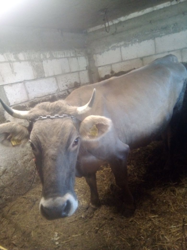 Vând vaca bruna cu lapte