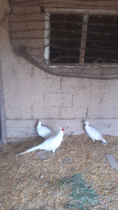 Фазан ақ қырғауыл