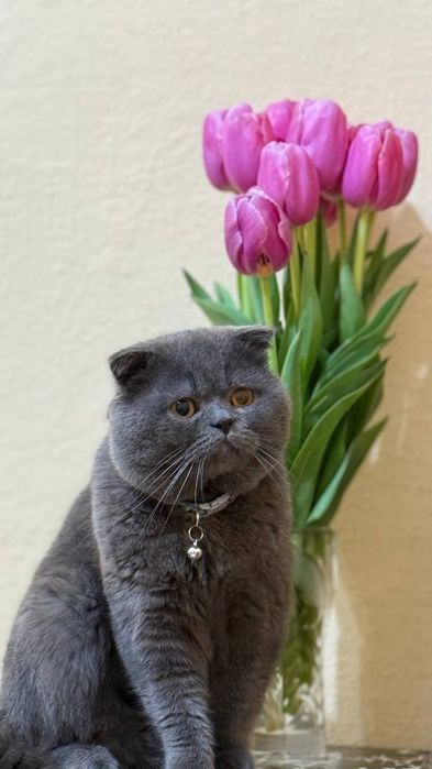 Чистокровные котята скотиш фолд