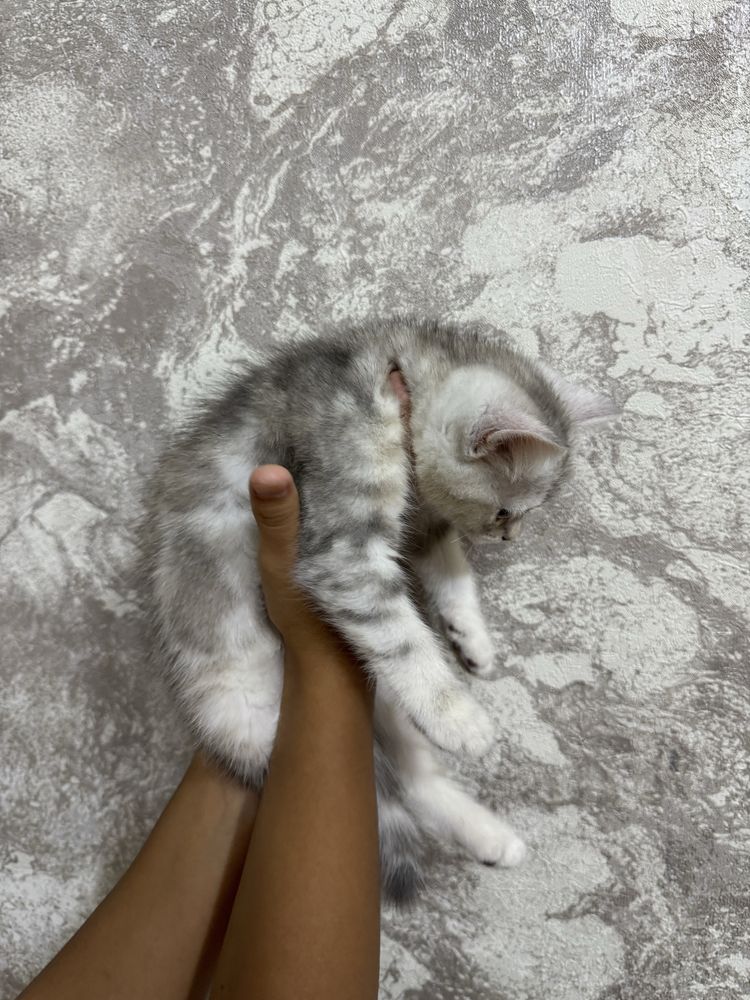 Котенок Серибристая Шиншилла девочка 2 месяца