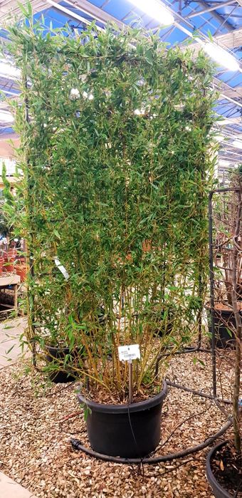 Vindem măslin  bambus magnolie galbenă avem mai multe dimensiuni