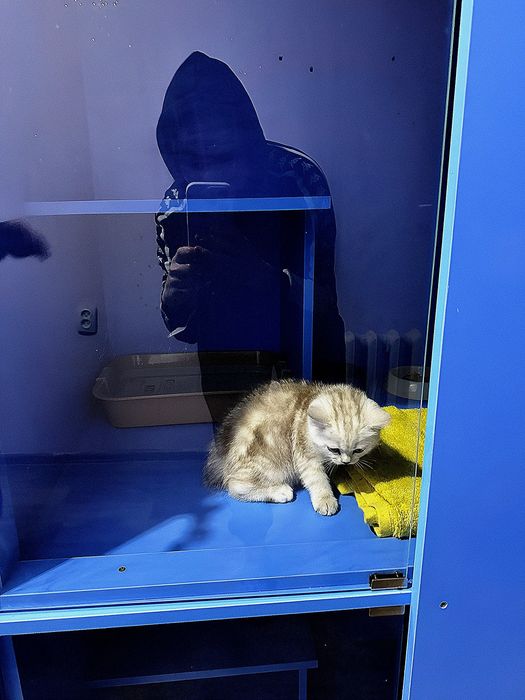 Передержка кошек в Актау — уютная гостиница JnV Cat Hotel с питанием!