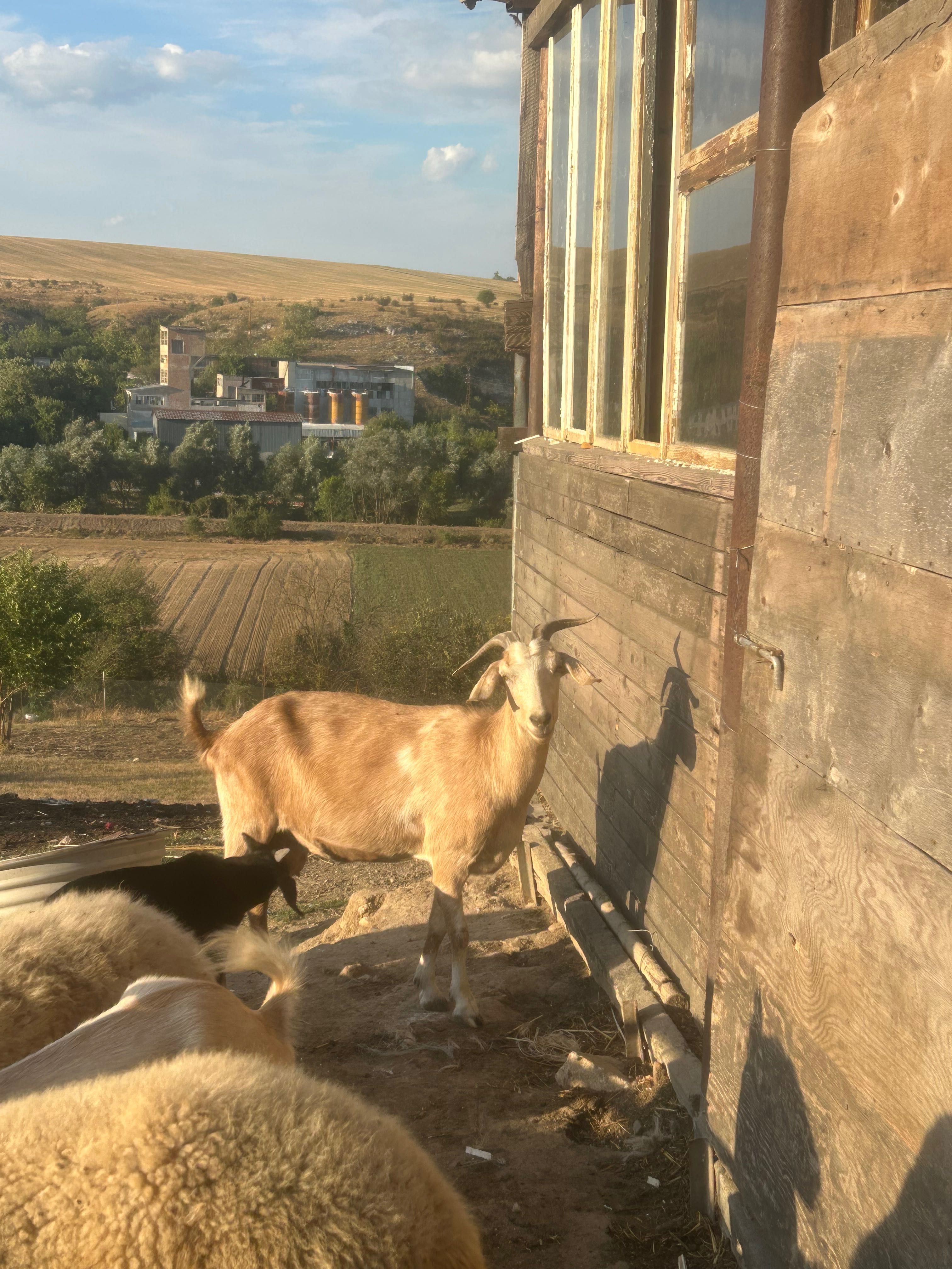 Продавам кози 3бр.